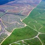 Setop Deforestasi! Indonesia dan 100 Negara Lain Siapkan dana Rp270 Triliun