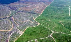 Setop Deforestasi! Indonesia dan 100 Negara Lain Siapkan dana Rp270 Triliun