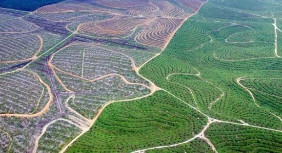 Setop Deforestasi! Indonesia dan 100 Negara Lain Siapkan dana Rp270 Triliun