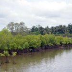 Tambak Udang vs Pelestarian Mangrove, Lebih Menguntungkan Mana?
