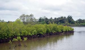 Tambak Udang vs Pelestarian Mangrove, Lebih Menguntungkan Mana?