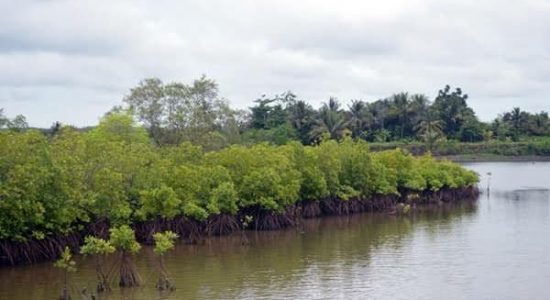 Tambak Udang vs Pelestarian Mangrove, Lebih Menguntungkan Mana?