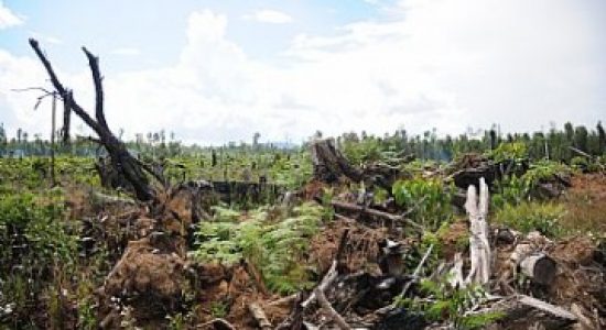 Aktivis Lingkungan Bantah Pernyataan Jokowi di KTT COP26 Tentang Penurunan Angka Deforestasi