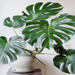 Potensi Besar Tanaman Hias Indonesia Bersaing di Pasar Global