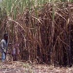 Bahan Bakar Bioethanol 10 dari Tetes Tebu Akan Diluncurkan Tahun 2025