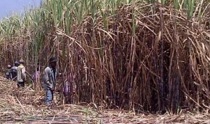 Bahan Bakar Bioethanol 10 dari Tetes Tebu Akan Diluncurkan Tahun 2025