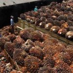 Indonesia Produsen Kelapa Sawit Terbesar, tapi Tak Bisa Kendalikan Harga CPO