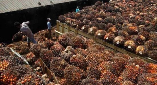 kelapa-sawit Indonesia Produsen Kelapa Sawit Terbesar, tapi Tak Bisa Kendalikan Harga CPO