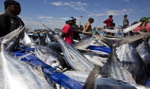 Industri Kelautan dan Perikanan Belum Dimanfaatkan Secara Maksimal