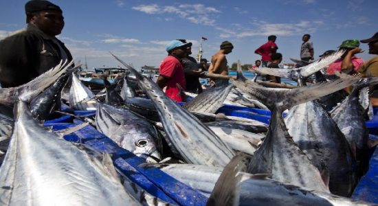 Industri Kelautan dan Perikanan Belum Dimanfaatkan Secara Maksimal