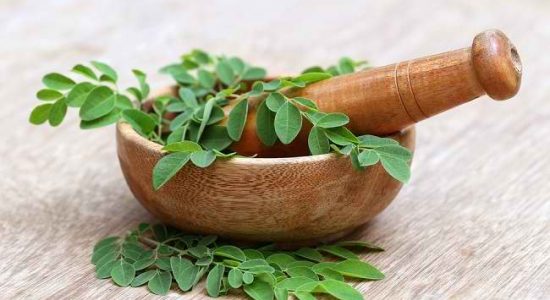 manfaat-daun-kelor Si Daun Kelor, Tumbuhan dengan Beragam Khasiat