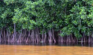 Rehabilitasi Mangrove; Hentikan Perubahan Iklim hingga Pemulihan Ekonomi Nasional
