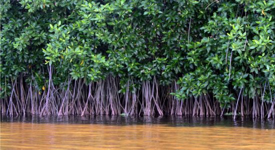 mangrove Rehabilitasi Mangrove; Hentikan Perubahan Iklim hingga Pemulihan Ekonomi Nasional
