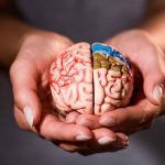 Otak; Bagaimana Menjaga Organ Vital yang Memiliki Banyak Fungsi Ini?