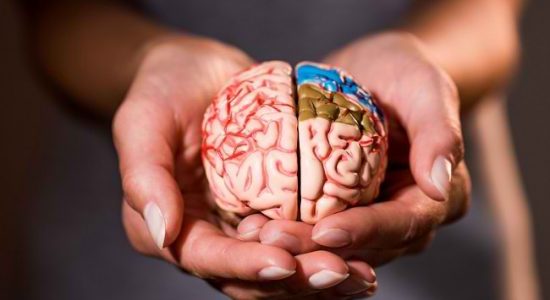 Otak; Bagaimana Menjaga Organ Vital yang Memiliki Banyak Fungsi Ini?