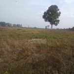 Masa Paceklik; Petani di Sumber Marga Telang kencangkan Ikat pinggang