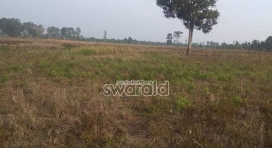 Masa Paceklik; Petani di Sumber Marga Telang kencangkan Ikat pinggang