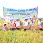 panen-ip200-banyuasin1 Provinsi Sumsel Kian Mandiri Pangan, Panen IP 200 Banyuasin Tembus 8 Ton per Hektar