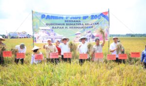 Provinsi Sumsel Kian Mandiri Pangan, Panen IP 200 Banyuasin Tembus 8 Ton per Hektar