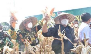 Herman Deru Panen Jagung Dilahan Demplot Kodim 0406 Linggau