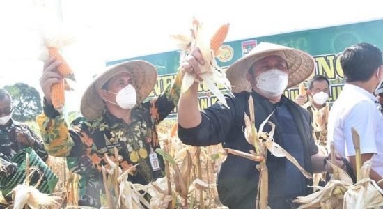panen jagung Herman Deru Panen Jagung Dilahan Demplot Kodim 0406 Linggau