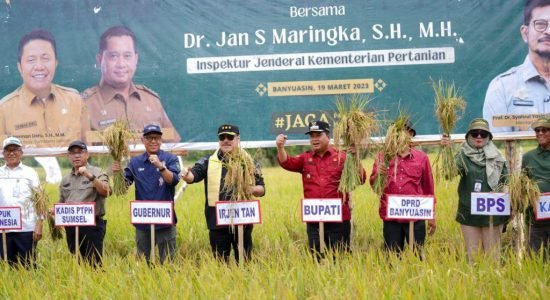 panen-padi-bersama-irjen-kementerian-pertanian Bupati Banyuasin Panen Padi Bersama Inspektur Jenderal Kementerian Pertanian RI