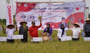 Panen Raya di Sungai Dua, Bupati: Mari Bangkitkan Pertanian di Banyuasin!