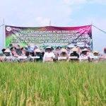 panen-raya-rantau-bayur Bupati Banyuasin Safari Panen Raya Padi IP200 di Desa Semuntul