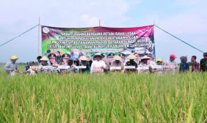 Bupati Banyuasin Safari Panen Raya Padi IP200 di Desa Semuntul