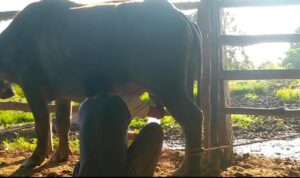 Analisis Potensi Daerah Dalam Pemberdayaan Masyarakat