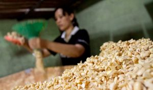 Harga Kedelai Melambung, Kemendag Pastikan Stok Dalam Negeri Aman