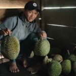 Cuaca Ekstrem, Petani Durian di Lematang Ilir Terancam Gagal Panen