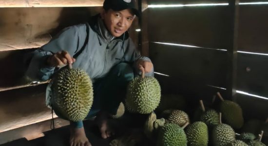petani-durian Cuaca Ekstrem, Petani Durian di Lematang Ilir Terancam Gagal Panen