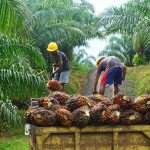 Membaca Kemungkinan Dampak CPO dan Minyak Goreng yang Tak Boleh Keluar Kandang