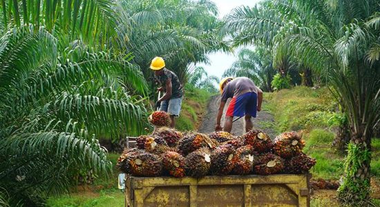 Membaca Kemungkinan Dampak CPO dan Minyak Goreng yang Tak Boleh Keluar Kandang
