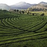 Komitmen Reforma Agraria Belum Terlihat Signifikan, Komnas HAM Sampaikan Ini