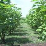 Disebut Dapat Menghasilkan Emas, Beberapa Tanaman Ini Tumbuh di Indonesia