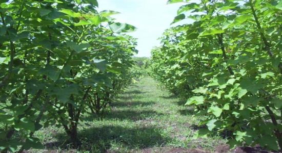 Disebut Dapat Menghasilkan Emas, Beberapa Tanaman Ini Tumbuh di Indonesia