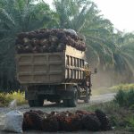 Larangan Ekspor CPO Tuntaskan Persoalan Migor atau Justru Awal Masalah Baru?