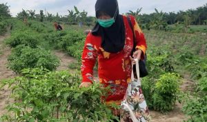 Warga Kenten Laut Dukung GSMP Inisiasi Herman Deru